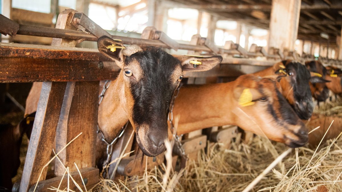 goat cultivation img